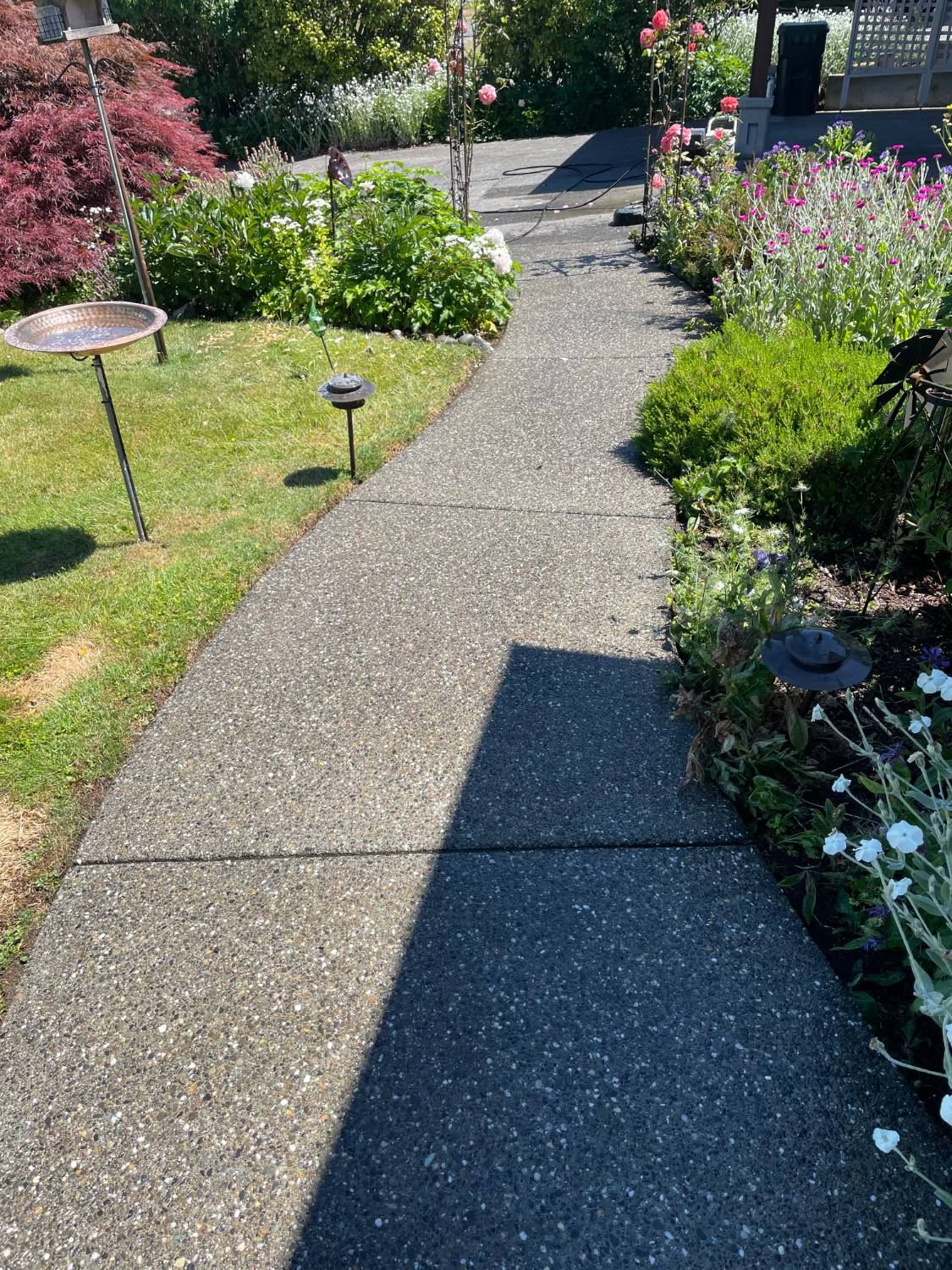 Pressure washed concrete walkway in Bellingham WA showing clean result